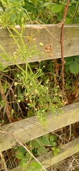 Galium aparine