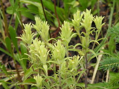 Castilleja pallida yukonis
