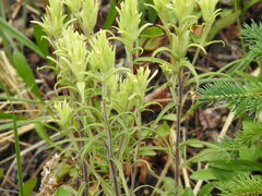Castilleja pallida yukonis