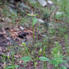 Agastache pallidiflora