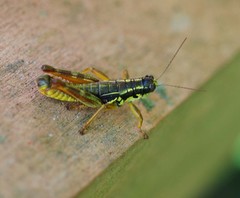 Prumna plana