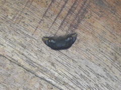 Cyphoedma transvolutata