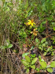 Hypericum tenuifolium