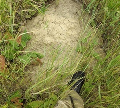 Spalax microphthalmus
