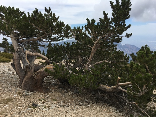 limber pine