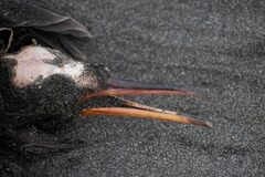 Leucocarbo bougainvillii