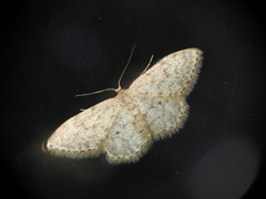 Idaea alyssumata