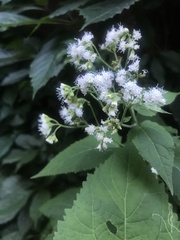 Ageratina altissima