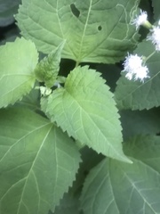 Ageratina altissima