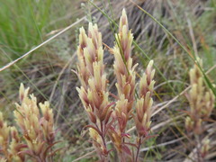 Castilleja pallida yukonis
