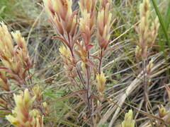 Castilleja pallida yukonis