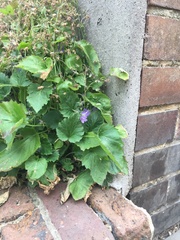 Campanula poscharskyana