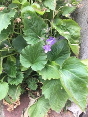 Campanula poscharskyana