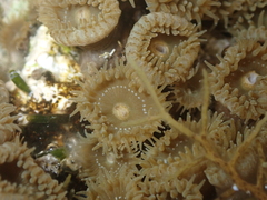 Palythoa grandiflora