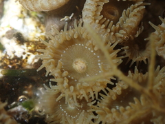 Palythoa grandiflora