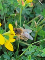 Apis mellifera