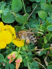Apis mellifera