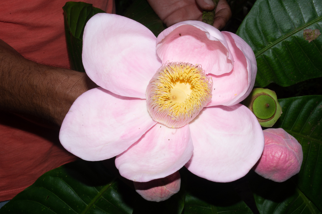 Gustavia johnclarkii