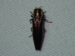Agrilus ferrisi