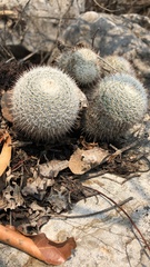Mammillaria haageana