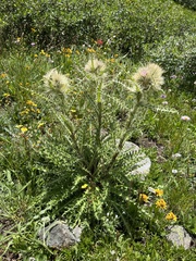 Cirsium scopulorum