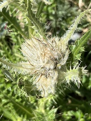Cirsium scopulorum