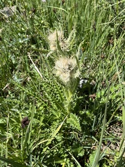 Cirsium scopulorum