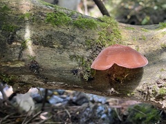 Auricularia auricula-judae