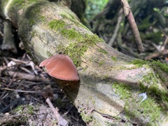 Auricularia auricula-judae