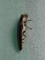 Agrilus ferrisi