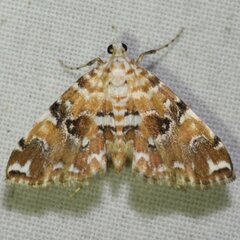 Elophila faulalis
