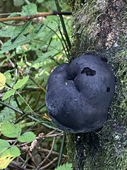 Daldinia concentrica