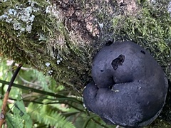 Daldinia concentrica