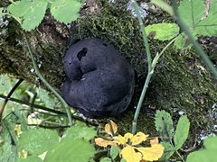 Daldinia concentrica