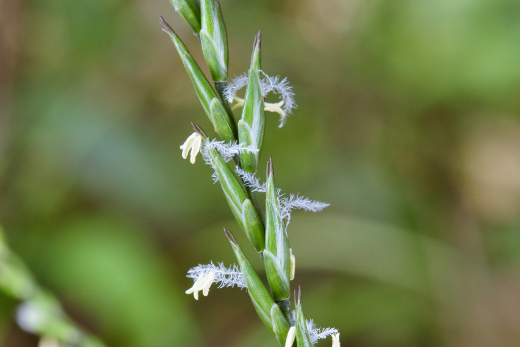 Sasagrass