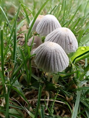 Coprinellus disseminatus