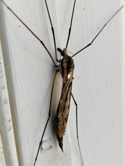 Tipula