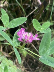Trifolium medium