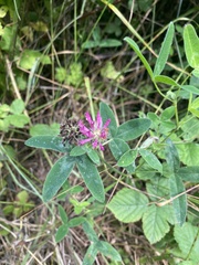 Trifolium medium
