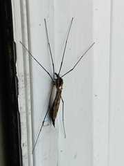 Tipula