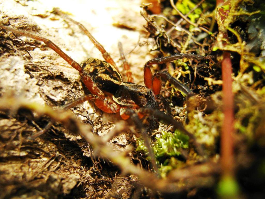 Lycosa transversa
