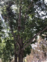 Platanaceae