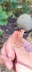 Sphenophorus cariosus
