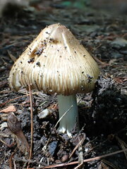 Pseudosperma sororium