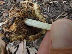 Pseudosperma sororium