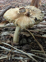 Pseudosperma sororium