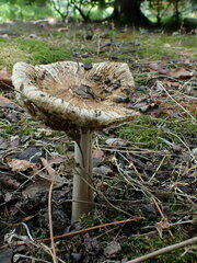 Pseudosperma sororium