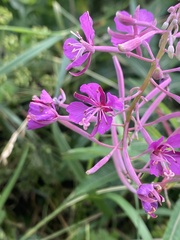 Chamaenerion angustifolium