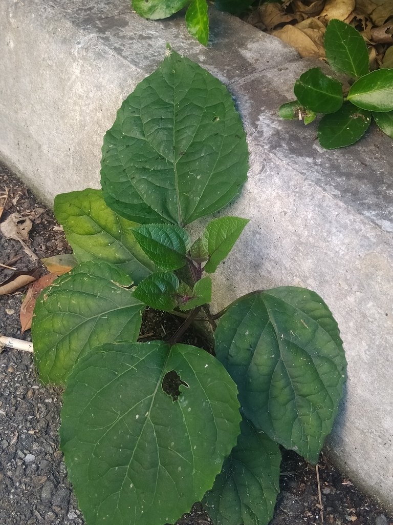 Clerodendrum bungei, Сочи, Краснодарский край, Россия, 354000