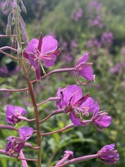 Chamaenerion angustifolium